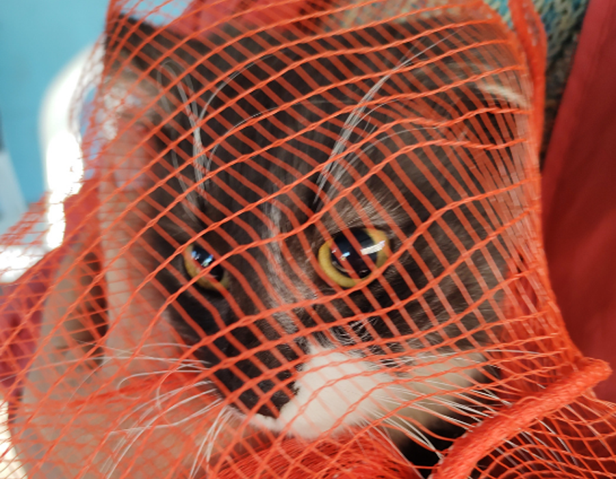 castraciones de gatos en bolsa de red