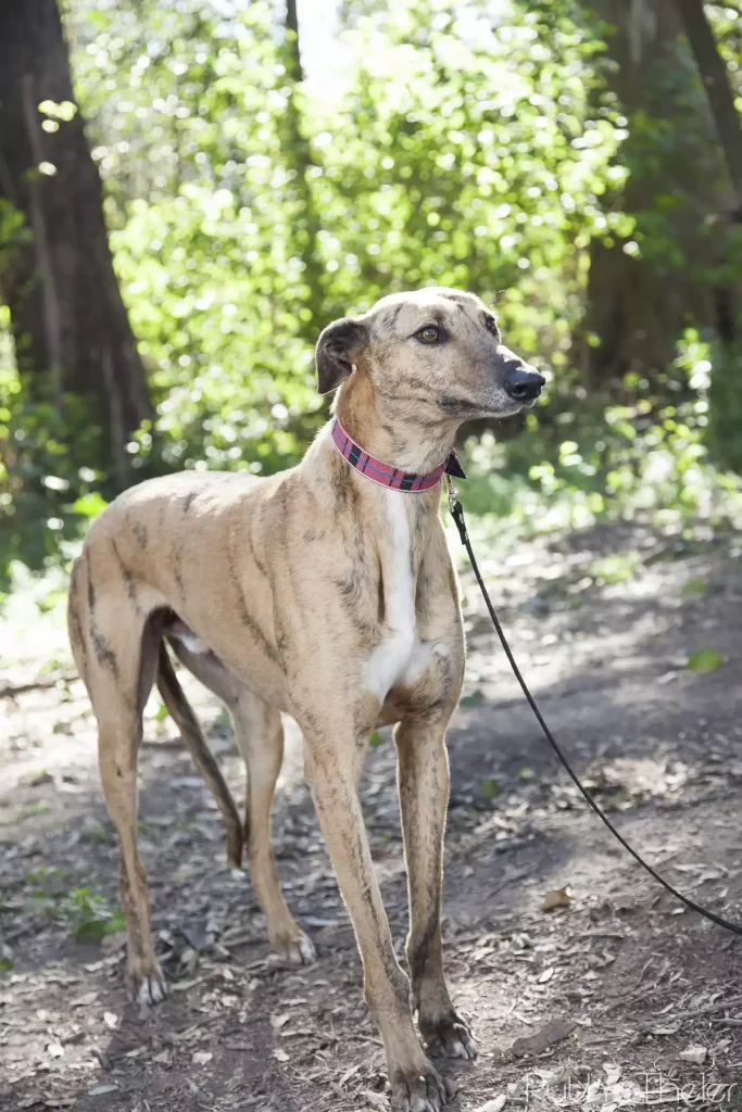 galgo castrado